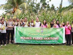 Dukung Program Ketahanan Pangan, Polres Parigi Moutong – Bhayangkari Panen Jagung Pulut Manis