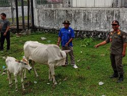 Satpol PP Tertibkan Sapi Berkeliaran di Parigi Moutong