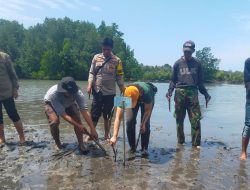 Peringati Hari Mangrove Sedunia, 2.000 Bibit Mangrove Ditanam di Parigi Moutong
