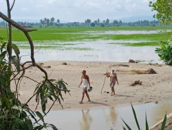 150 Hektare Sawah Terendam Banjir di Parimo, 10 Hektare Dipastikan Gagal Panen