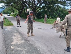 Dukung 100 Hari Kerja Bupati, Satpol PP Tertibkan Ternak di Kota Parigi