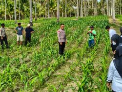 Dukung Ketahanan Pangan, Kapolsubsektor Mepanga Tinjau Lahan Jagung di Desa Ogobayas