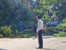 Pohon Tumbang Timpa Lapak Buah, Pedagang di Parigi Nyaris Jadi Korban