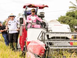 Bupati Parigi Moutong Hadiri Panen Perdana Padi Sawah di Kasimbar Palapi