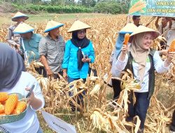 Panen Raya Jagung di Lobu Mandiri, Bukti Ketangguhan Petani Hadapi Cuaca Ekstrem