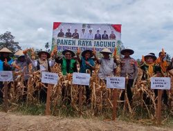 Panen Raya Jagung di Lobu Mandiri, Pemkab Parimo Perkuat Ketahanan Pangan Desa