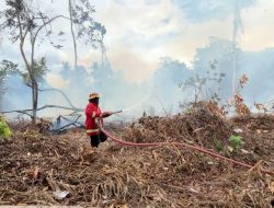 Api Nyaris Jalar ke Permukiman, Kebakaran Lahan Baliara Dipicu Pembakaran Serbuk Kayu