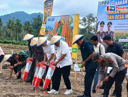 Kejati Sulteng–Pemda Parigi Moutong Tanam Jagung, Dorong Desa Mandiri Pangan