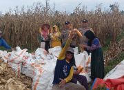 Panen Raya Jagung 2 Hektare di Sausu, Polisi Buktikan Peran Nyata Dukung Ketahanan Pangan