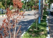 Ratusan Pohon Pucuk Merah di Jalur Dua Kota Parigi Mati Kekeringan