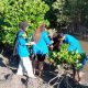 Mahasiswa KKN Untad Tanam Mangrove di Kasimbar Utara, Dorong Pelestarian Pesisir