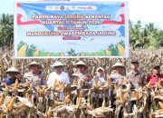 Sinergi TNI-Polri dan Pemda Warnai Panen Raya Jagung Serentak di Parigi Moutong