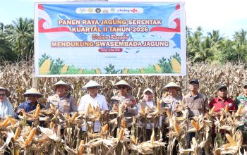 Sinergi TNI-Polri dan Pemda Warnai Panen Raya Jagung Serentak di Parigi Moutong