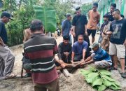 Pembagian Daging Kurban Dari Rumah ke Rumah Warnai Iduladha di Kasimbar Utara