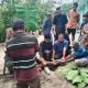 Pembagian Daging Kurban Dari Rumah ke Rumah Warnai Iduladha di Kasimbar Utara