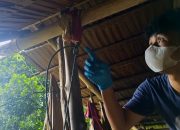 Mayat Tanpa Identitas Ditemukan Tergantung di Pondok Kebun di Moutong