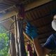 Mayat Tanpa Identitas Ditemukan Tergantung di Pondok Kebun di Moutong