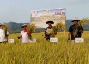 Panen Raya di Balinggi, Parigi Moutong Perkuat Produksi Pangan