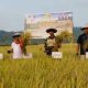 Panen Raya di Balinggi, Parigi Moutong Perkuat Produksi Pangan
