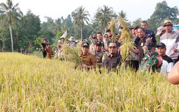 Panen Perdana Cetak Sawah Rakyat, Bupati Parimo Target Kembalikan Kejayaan Lumbung Padi