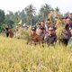 Panen Perdana Cetak Sawah Rakyat, Bupati Parimo Target Kembalikan Kejayaan Lumbung Padi